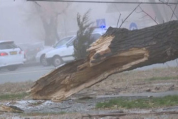 Фотография к новости: Сваленные светофоры и столбы: последствия урагана ликвидируют в Таразе