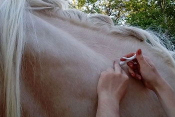 ИИН для животных планируют ввести в Казахстане