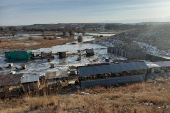 Фотография к новости: Приют для собак затопило после прорыва плотины водохранилища в Алматинской области
