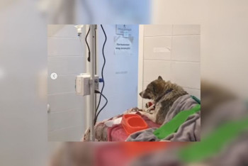 Фотография к новости: Пять собак погибли и две пострадали при потопе в приюте в Алматинской области