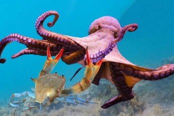 Фотография к новости: Осьминогов и крабов признали разумными существами