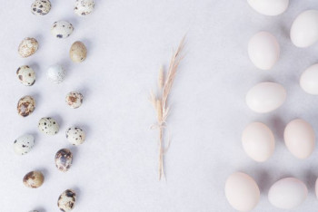 Фотография к новости: Две птицефабрики подозревают в ценовом сговоре в Павлодарской области