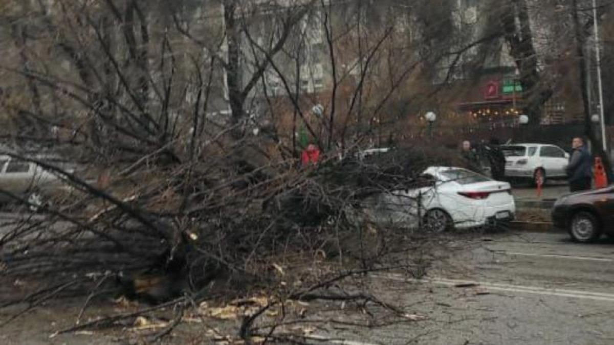 Дерево упало и раздавило машину в Алматы