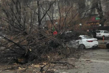 Фотография к новости: Дерево упало и раздавило машину в Алматы