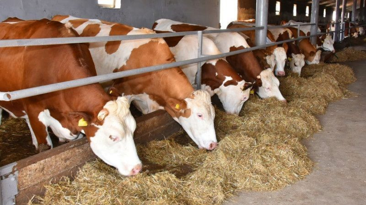 119 мясных и молочно-товарных ферм созданы в Акмолинской области