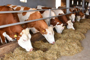 Фотография к новости: 119 мясных и молочно-товарных ферм созданы в Акмолинской области