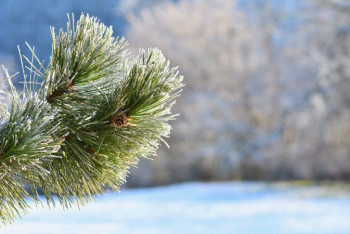Фотография к новости: Синоптики рассказали о погоде в Казахстане 30 ноября