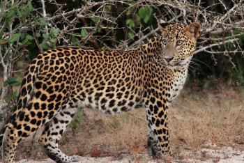 Фотография к новости: Женщина километр гналась за похитившим ее сына леопардом