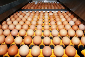 Фотография к новости: Начато расследование в отношении птицефабрик Карагандинской области