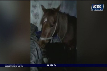 Фотография к новости: Украденную лошадь спрятал в гостиной житель Акмолинской области