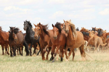 Фотография к новости: Похищенный табун лошадей нашли с помощью GPS-устройства в ВКО