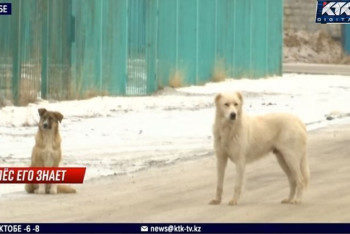 Фотография к новости: Бродячие собаки атакуют жителей пригорода Актобе