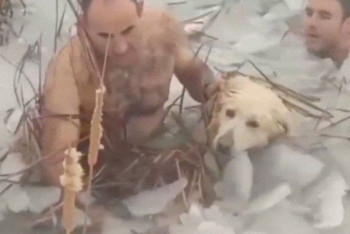 Фотография к новости: Полицейские спасли пса, упавшего в ледяную воду