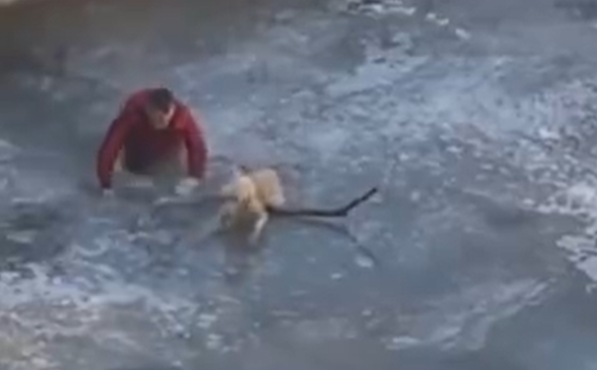 Алматинец вызволил застрявшую во льду собаку