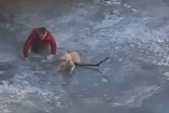 Фотография к новости: Алматинец вызволил застрявшую во льду собаку