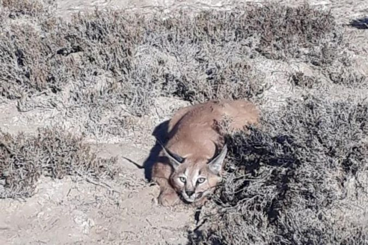 Каракал и степной кот попали в фотоловушку в Мангистауской области