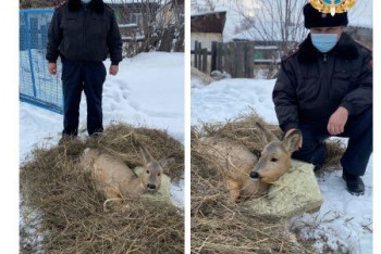 Фотография к новости: Житель ВКО нашел детеныша косули возле своего дома