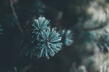 Фотография к новости: Трое парней украли елку в парке по проспекту Назарбаева в Павлодаре