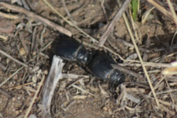 Фотография к новости: Пустынные жуки возбуждают самок оральными ласками