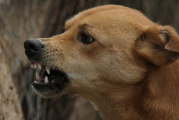 Фотография к новости: Собаки загрызли ребенка в ВКО. Полиция расследует дело