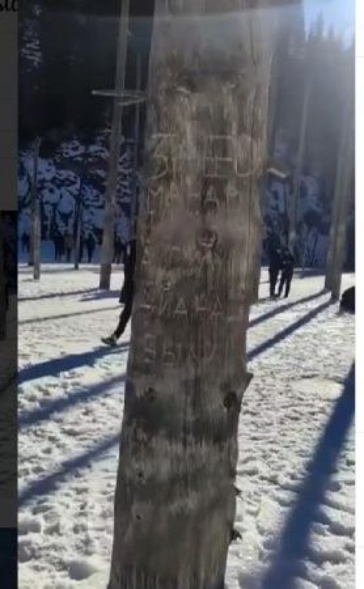 Вандалы испортили деревья на уникальном озере Каинды