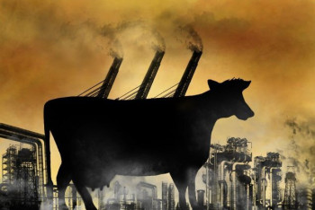 Фотография к новости: Обнаружен способ сократить вредные выбросы коров