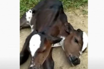 Фотография к новости: Двуглавый теленок-мутант родился на ферме в Бразилии