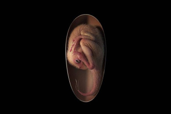 Фотография к новости: Яйцо динозавра с эмбрионом внутри нашли в Китае