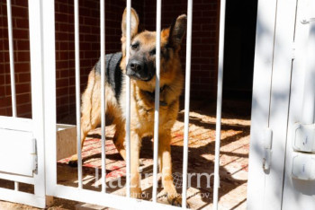 Фотография к новости: Собак изумляет нарушение законов физики в мультфильмах