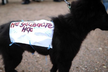 Фотография к новости: Запрет публиковать кадры жестокого обращения в СМИ прокомментировал сенатор Джумагазиев