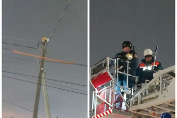 Фотография к новости: Забравшуюся на столб кошку спасли в Атырау