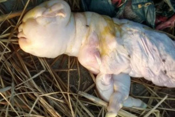 Фотография к новости: Коза родила детеныша-мутанта с "человеческим лицом"