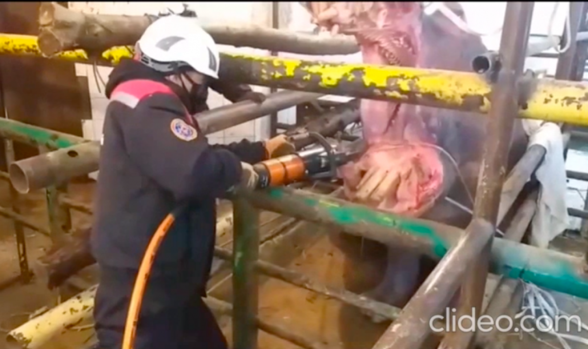 скриншот из видео