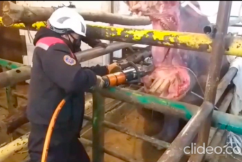 Фотография к новости: Спасатели Шымкента оказали помощь бегемоту