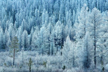 Фотография к новости: Парень три дня скитался в обледенелом лесу при -40 °C и штормовом ветре