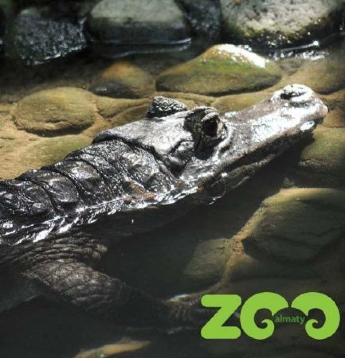 instagram.com/almatyzoo