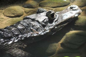 Фотография к новости: Крокодиловому кайману из Алматинского зоопарка исполнилось 50 лет