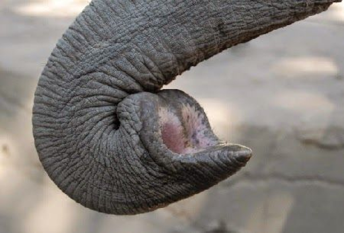 TrunkElephant