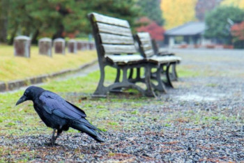 Фотография к новости: Ворон в Швеции учат убирать мусор за жителями в обмен на еду