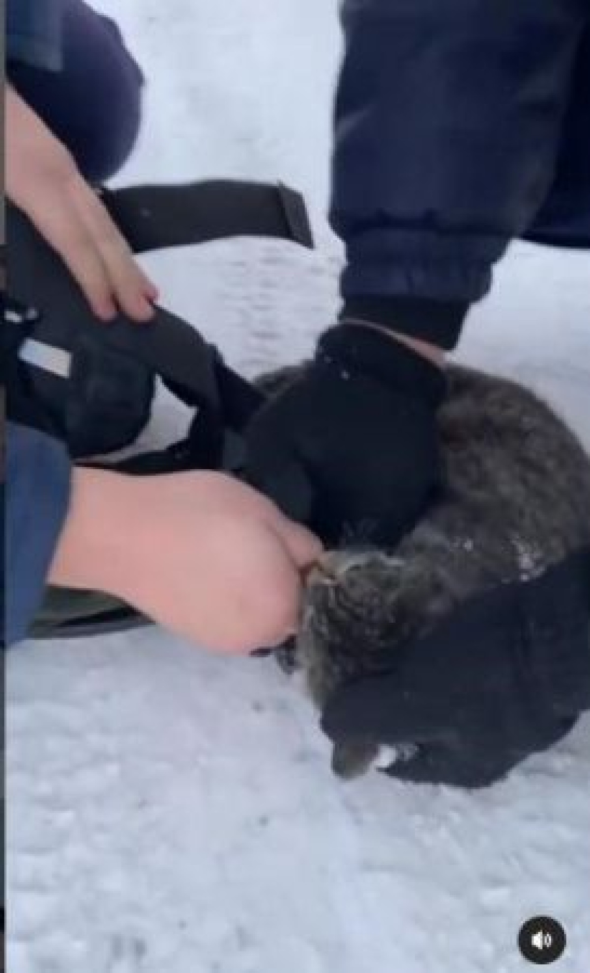 скриншот с видео