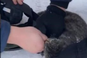 Фотография к новости: Видео спасения кошки в Актобе растрогало пользователей Сети