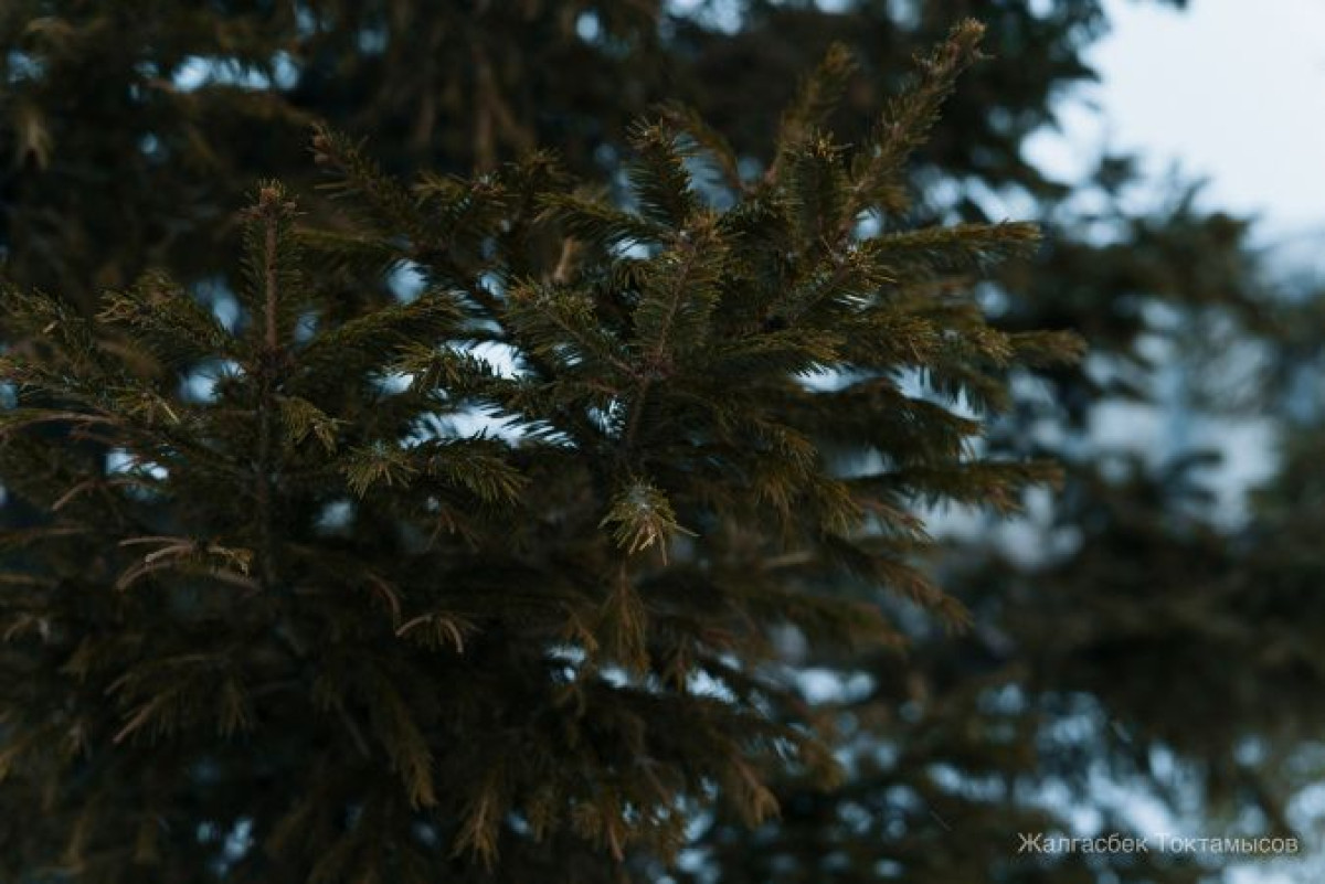 Жалгасбек Токтамысов