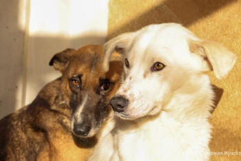 Фотография к новости: "Нужно дождаться своего человека" − как работает приют для животных в Нур-Султане