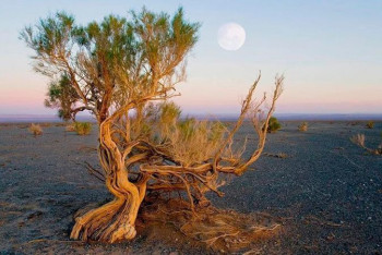Фотография к новости: 20 тонн краснокнижного саксаула пытался перевезти через границу Казахстана житель Шымкента