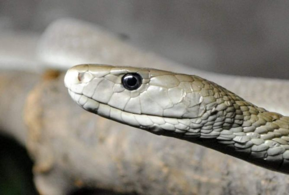 иллюстративное