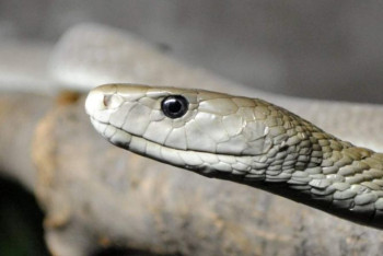 Фотография к новости: Змея в самолете стала причиной экстренной посадки