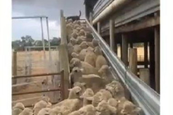 Фотография к новости: Веселое видео с баранами появилось в Telegram-канале "Госуслуги и ЦОНы"