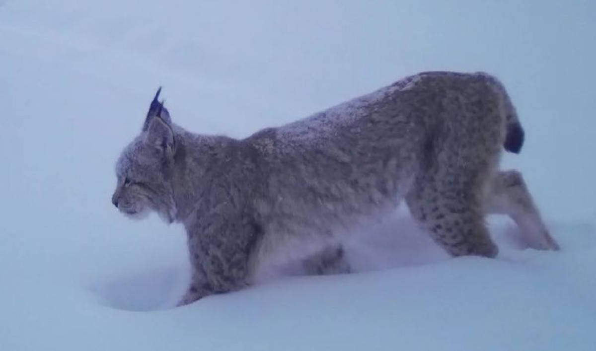 Рысь попала на фотоловушку в ВКО