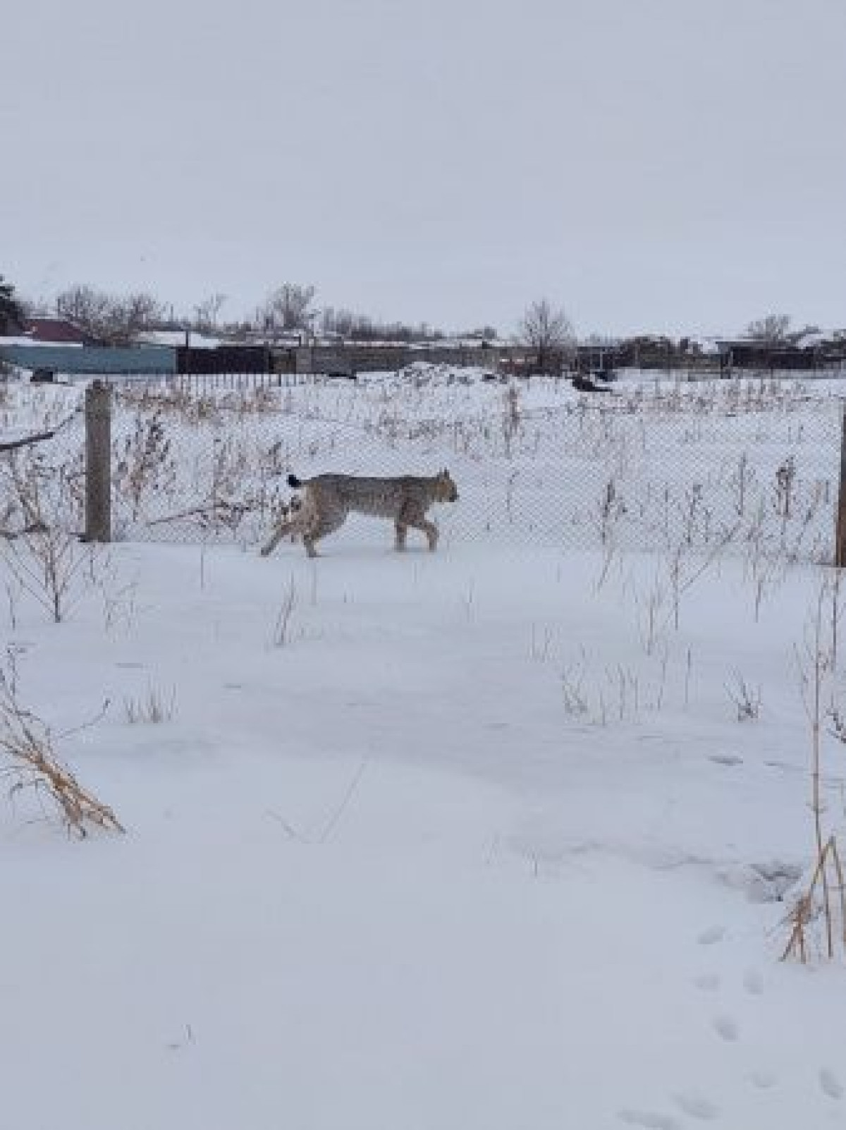 Рысь пришла в гости к жителям села Еркиншилик и попала на видео
