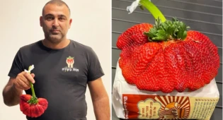 Гигантскую клубнику вырастили в Израиле